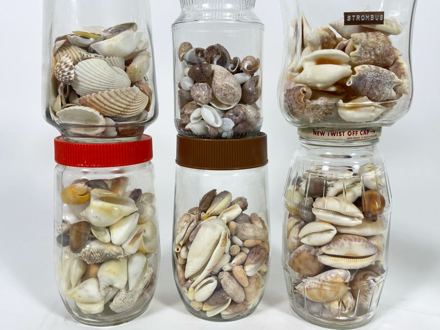 Collection Of Organic Seashells Mainly From The South Pacific Ocean (6 Jars) [Photo 2]