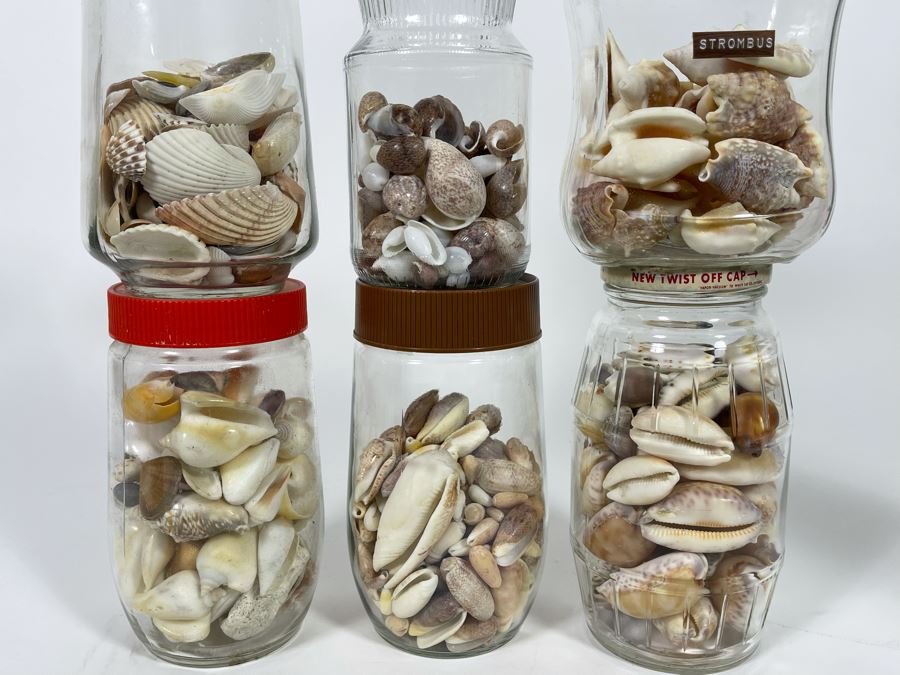 Collection Of Organic Seashells Mainly From The South Pacific Ocean (6 Jars) [Photo 3]