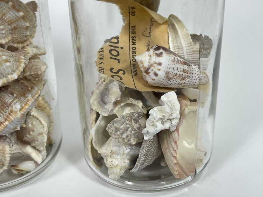 Collection Of Organic Seashells Mainly From The South Pacific Ocean (6 Jars) [Photo 6]