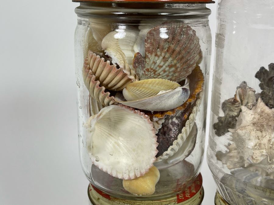 Collection Of Organic Seashells Mainly From The South Pacific Ocean (6 Jars) [Photo 9]