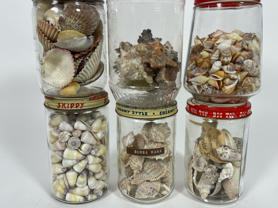 Collection Of Organic Seashells Mainly From The South Pacific Ocean (6 Jars) [Photo 3]