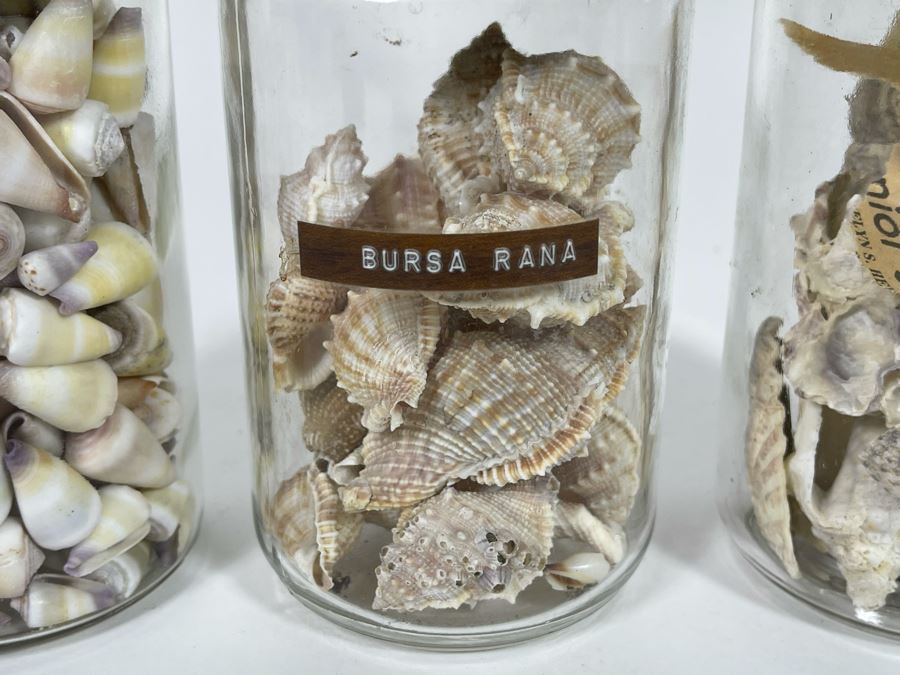 Collection Of Organic Seashells Mainly From The South Pacific Ocean (6 Jars) [Photo 4]