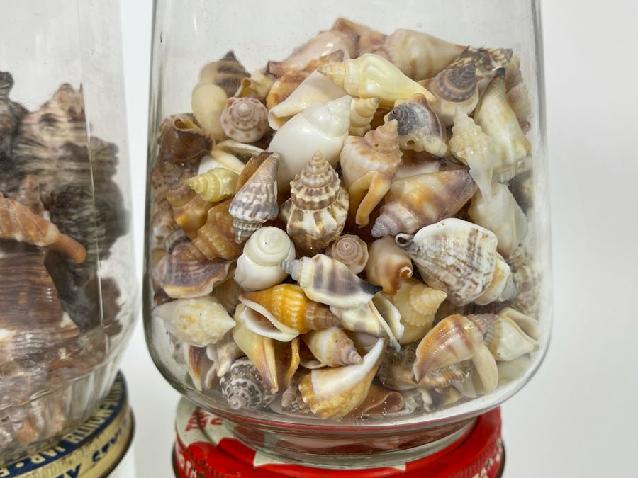 Collection Of Organic Seashells Mainly From The South Pacific Ocean (6 Jars) [Photo 7]