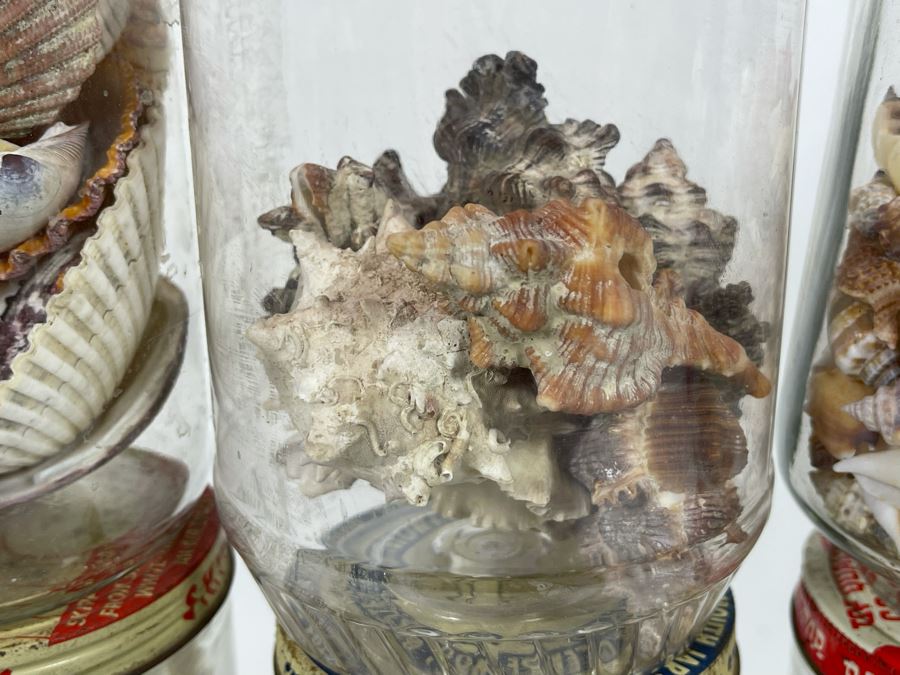 Collection Of Organic Seashells Mainly From The South Pacific Ocean (6 Jars) [Photo 8]