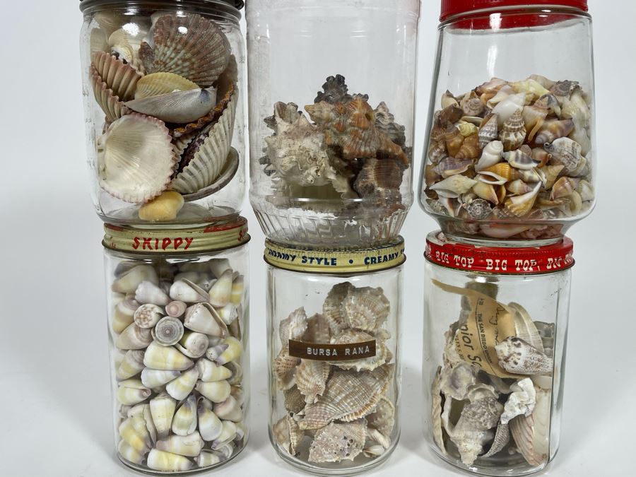 Collection Of Organic Seashells Mainly From The South Pacific Ocean (6 Jars) [Photo 2]