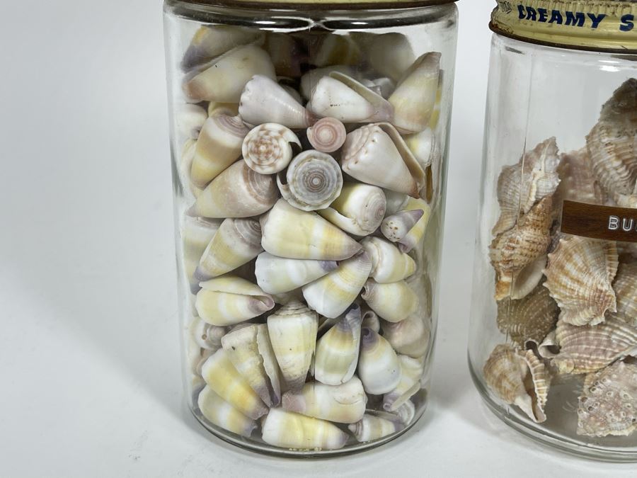 Collection Of Organic Seashells Mainly From The South Pacific Ocean (6 Jars) [Photo 5]