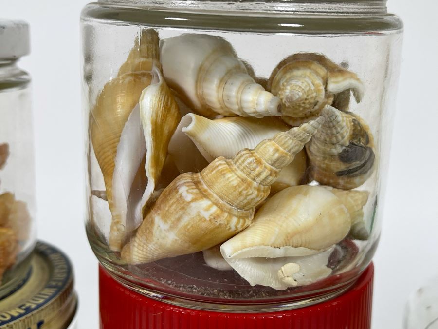 Collection Of Organic Seashells Mainly From The South Pacific Ocean (6 Jars) [Photo 9]