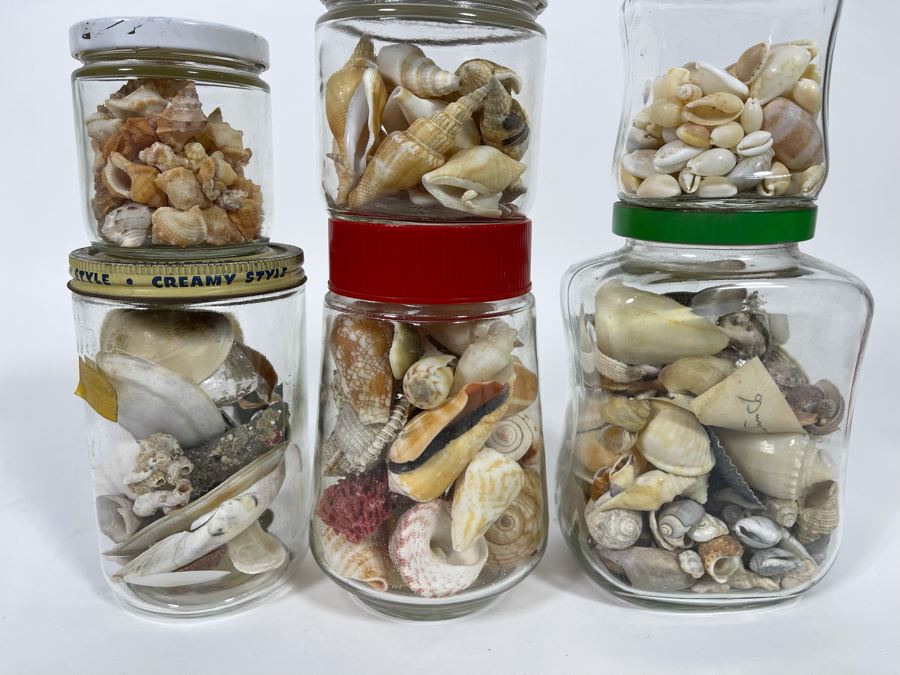 Collection Of Organic Seashells Mainly From The South Pacific Ocean (6 Jars) [Photo 3]