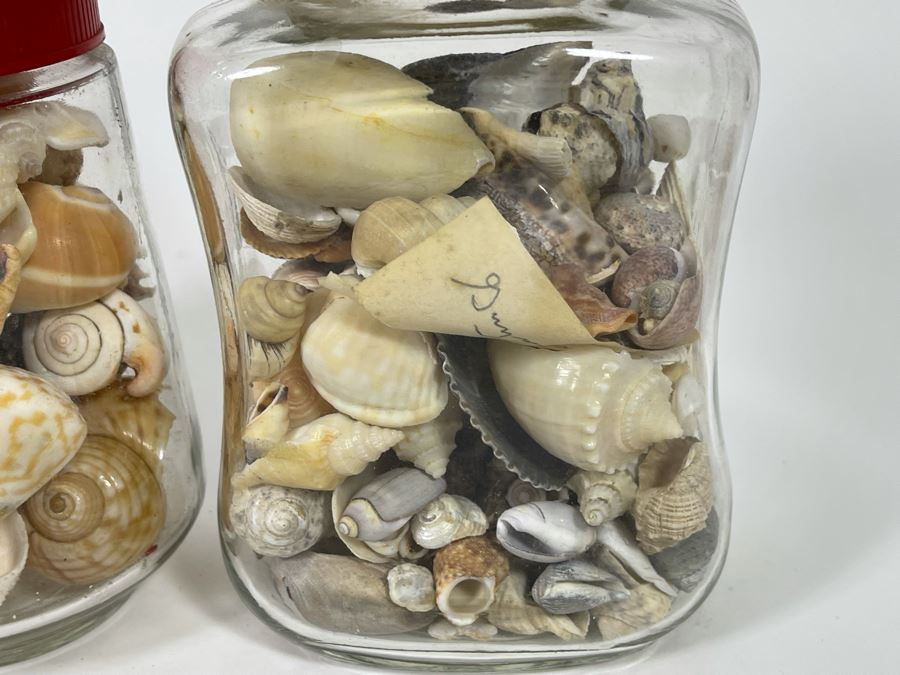 Collection Of Organic Seashells Mainly From The South Pacific Ocean (6 Jars) [Photo 6]