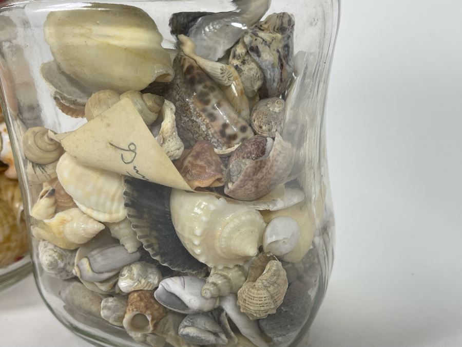 Collection Of Organic Seashells Mainly From The South Pacific Ocean (6 Jars) [Photo 7]