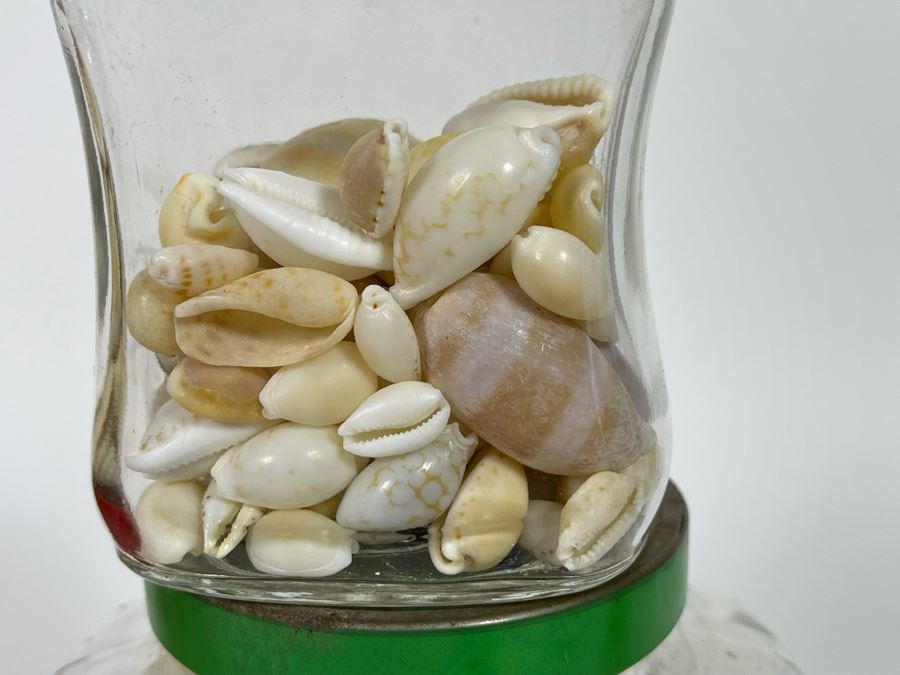 Collection Of Organic Seashells Mainly From The South Pacific Ocean (6 Jars) [Photo 8]