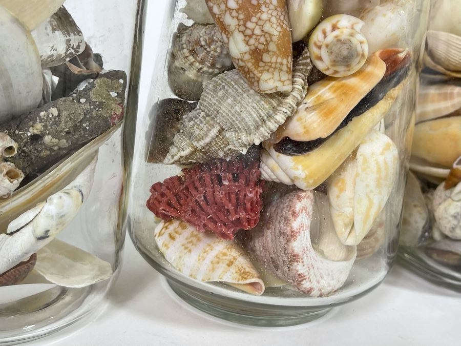 Collection Of Organic Seashells Mainly From The South Pacific Ocean (6 Jars) [Photo 5]