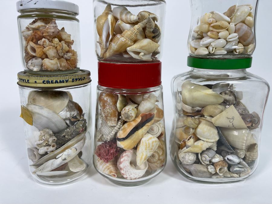 Collection Of Organic Seashells Mainly From The South Pacific Ocean (6 Jars) [Photo 2]