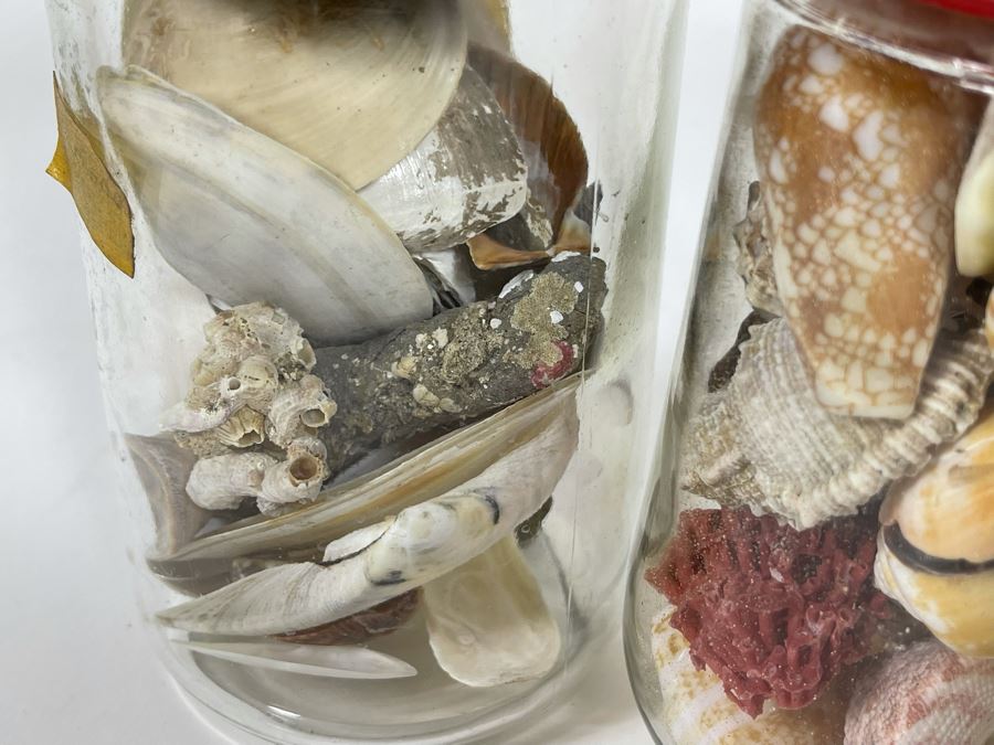 Collection Of Organic Seashells Mainly From The South Pacific Ocean (6 Jars) [Photo 12]