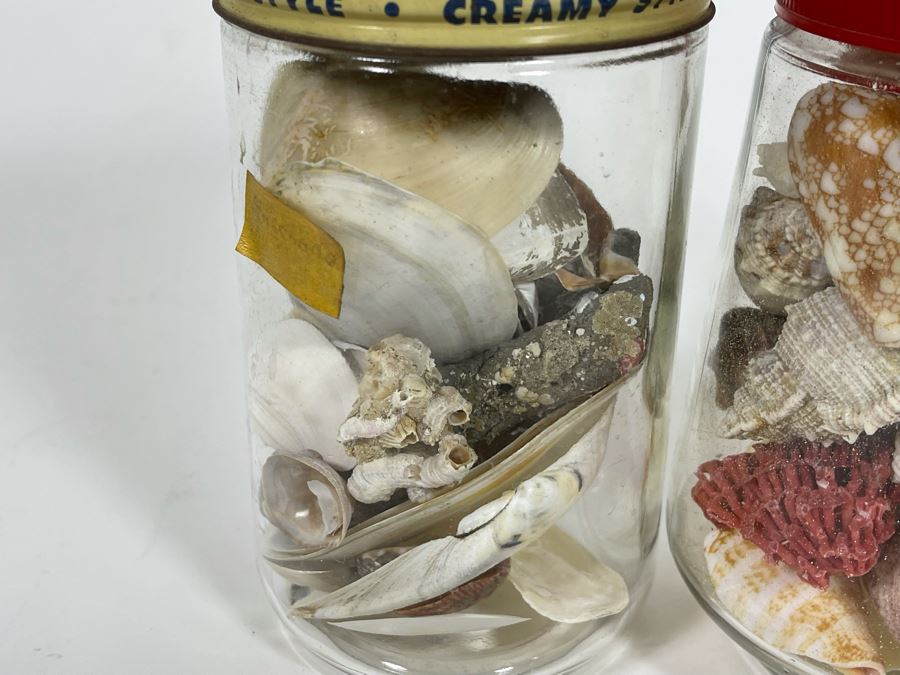 Collection Of Organic Seashells Mainly From The South Pacific Ocean (6 Jars) [Photo 11]