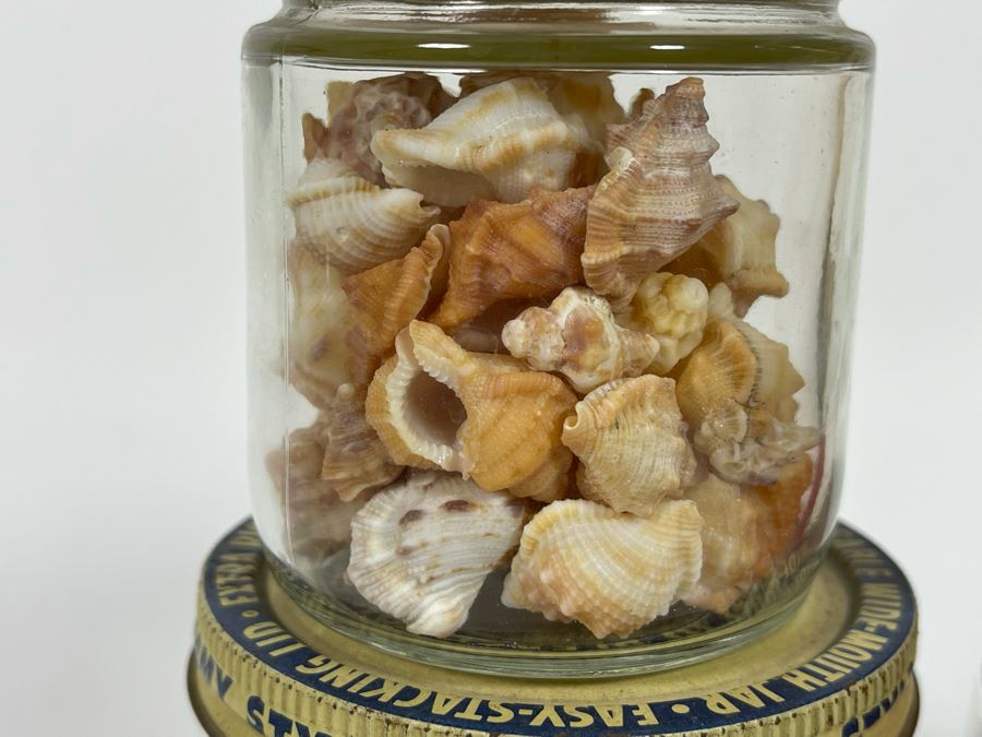 Collection Of Organic Seashells Mainly From The South Pacific Ocean (6 Jars) [Photo 10]