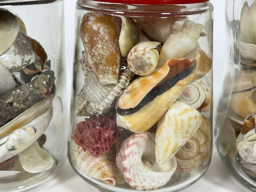 Collection Of Organic Seashells Mainly From The South Pacific Ocean (6 Jars) [Photo 4]