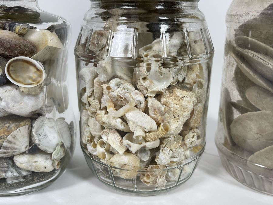 Collection Of Organic Seashells Mainly From The South Pacific Ocean (6 Jars) [Photo 5]