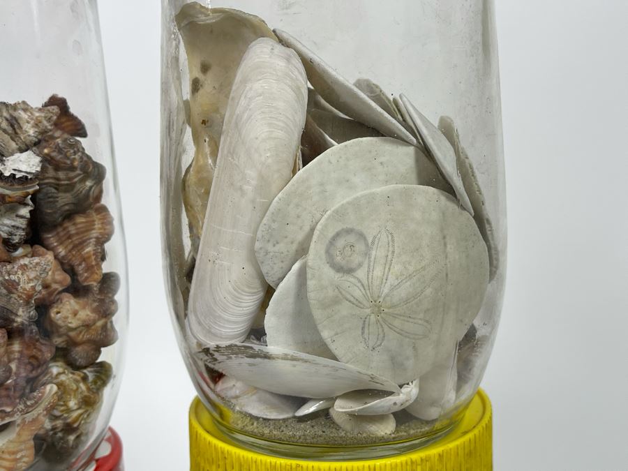 Collection Of Organic Seashells Mainly From The South Pacific Ocean (6 Jars) [Photo 10]