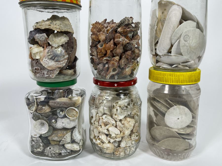 Collection Of Organic Seashells Mainly From The South Pacific Ocean (6 Jars) [Photo 3]