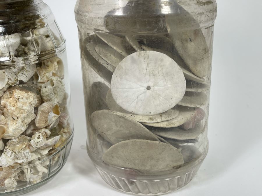 Collection Of Organic Seashells Mainly From The South Pacific Ocean (6 Jars) [Photo 9]