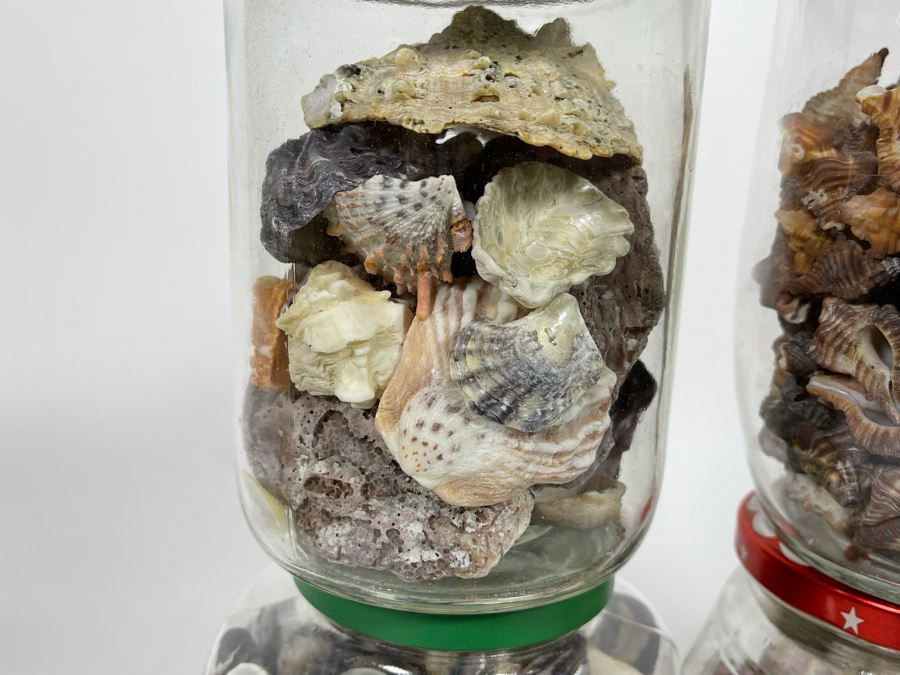 Collection Of Organic Seashells Mainly From The South Pacific Ocean (6