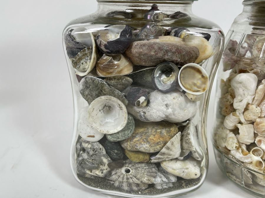 Collection Of Organic Seashells Mainly From The South Pacific Ocean (6 Jars) [Photo 7]