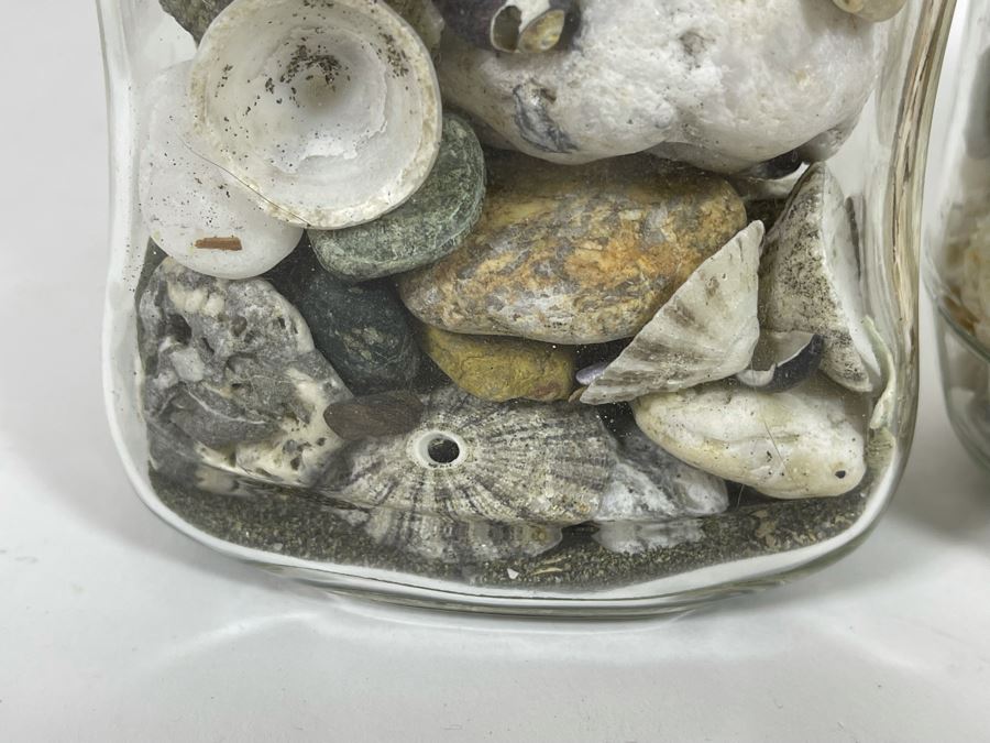 Collection Of Organic Seashells Mainly From The South Pacific Ocean (6 Jars) [Photo 8]
