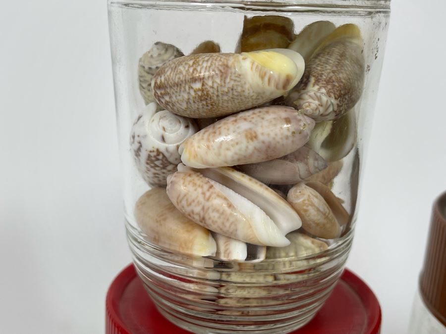 Collection Of Organic Seashells Mainly From The South Pacific Ocean (6 Jars) [Photo 12]