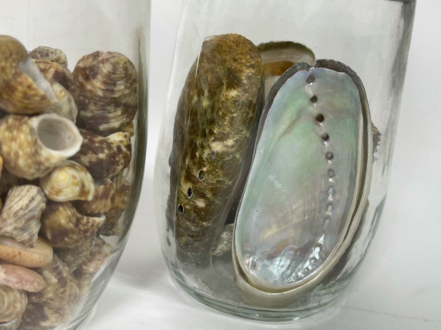 Collection Of Organic Seashells Mainly From The South Pacific Ocean (6 Jars) [Photo 5]
