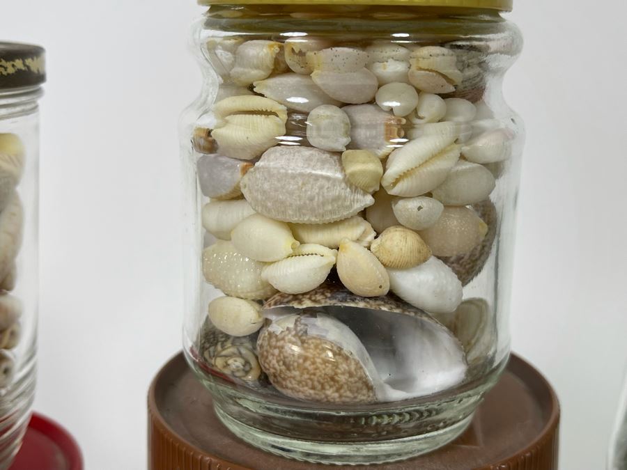 Collection Of Organic Seashells Mainly From The South Pacific Ocean (6 Jars) [Photo 11]