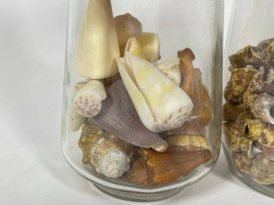 Collection Of Organic Seashells Mainly From The South Pacific Ocean (6 Jars) [Photo 8]