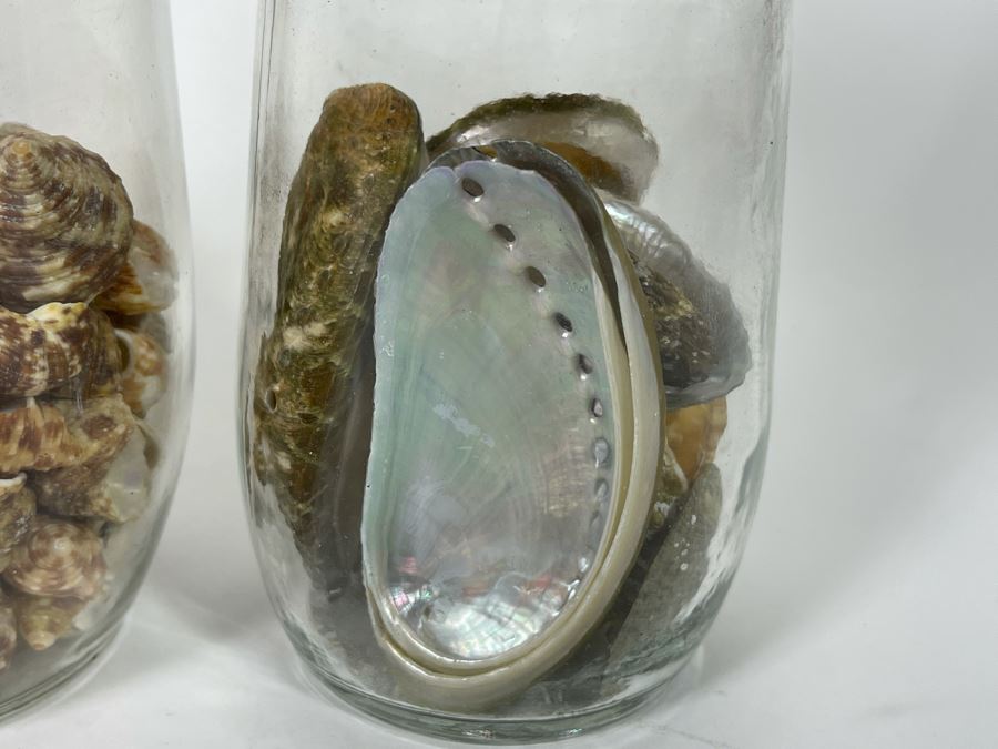 Collection Of Organic Seashells Mainly From The South Pacific Ocean (6 Jars) [Photo 4]