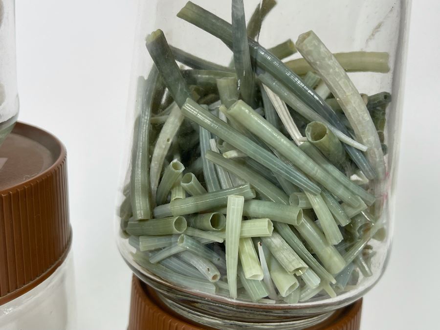 Collection Of Organic Seashells Mainly From The South Pacific Ocean (6 Jars) [Photo 10]