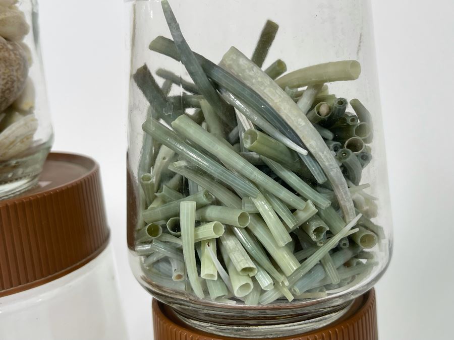 Collection Of Organic Seashells Mainly From The South Pacific Ocean (6 Jars) [Photo 9]