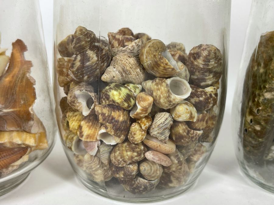 Collection Of Organic Seashells Mainly From The South Pacific Ocean (6 Jars) [Photo 6]