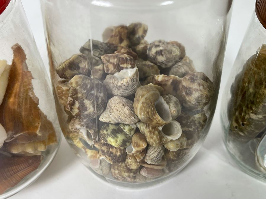 Collection Of Organic Seashells Mainly From The South Pacific Ocean (6 Jars) [Photo 7]