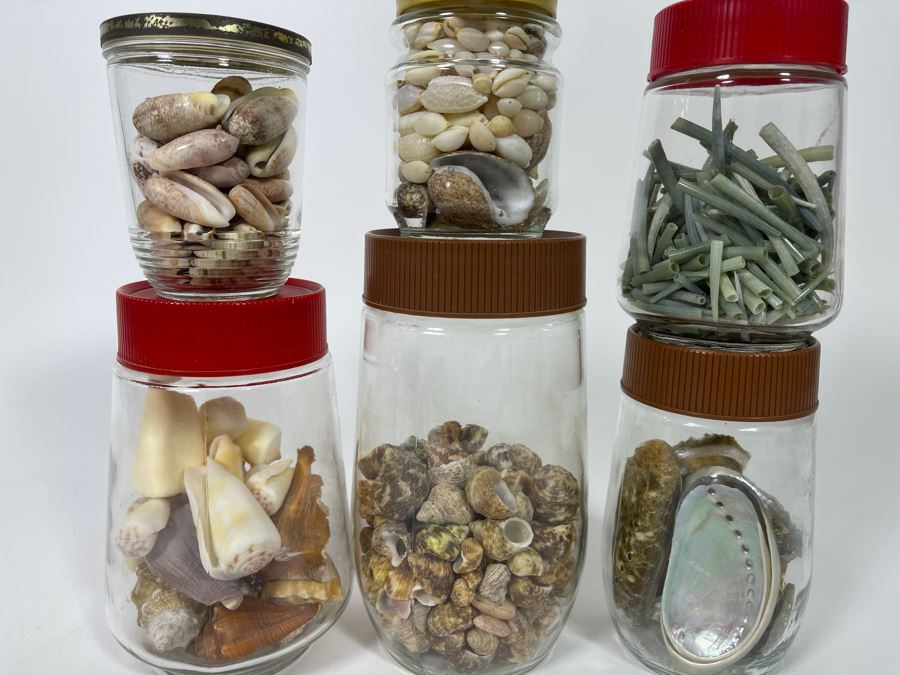 Collection Of Organic Seashells Mainly From The South Pacific Ocean (6 Jars) [Photo 3]