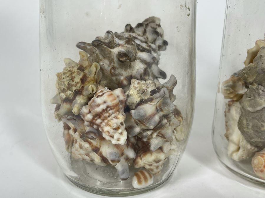 Collection Of Organic Seashells Mainly From The South Pacific Ocean (6 Jars) [Photo 4]
