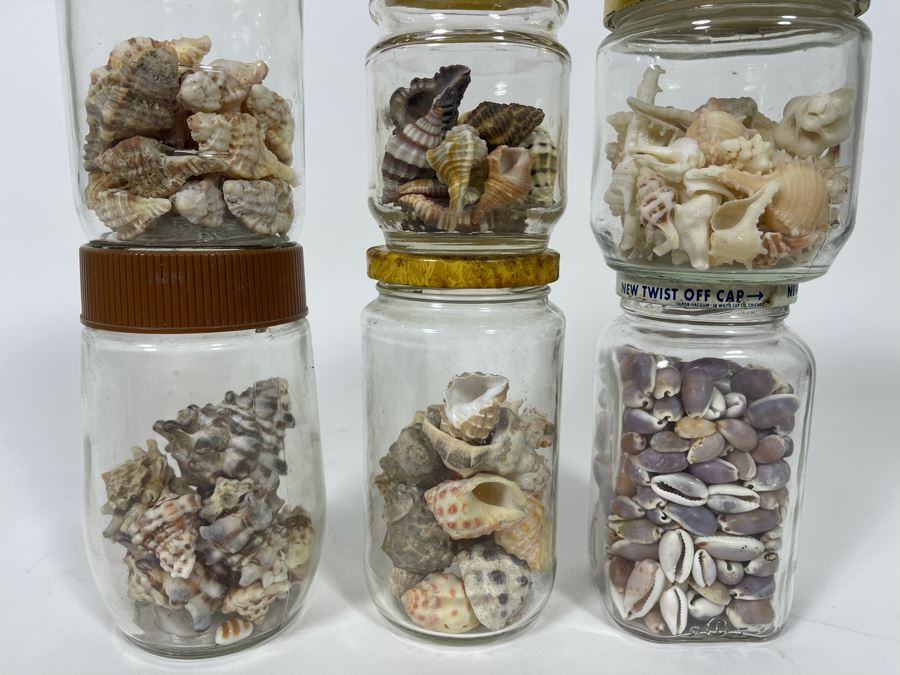 Collection Of Organic Seashells Mainly From The South Pacific Ocean (6 Jars) [Photo 2]