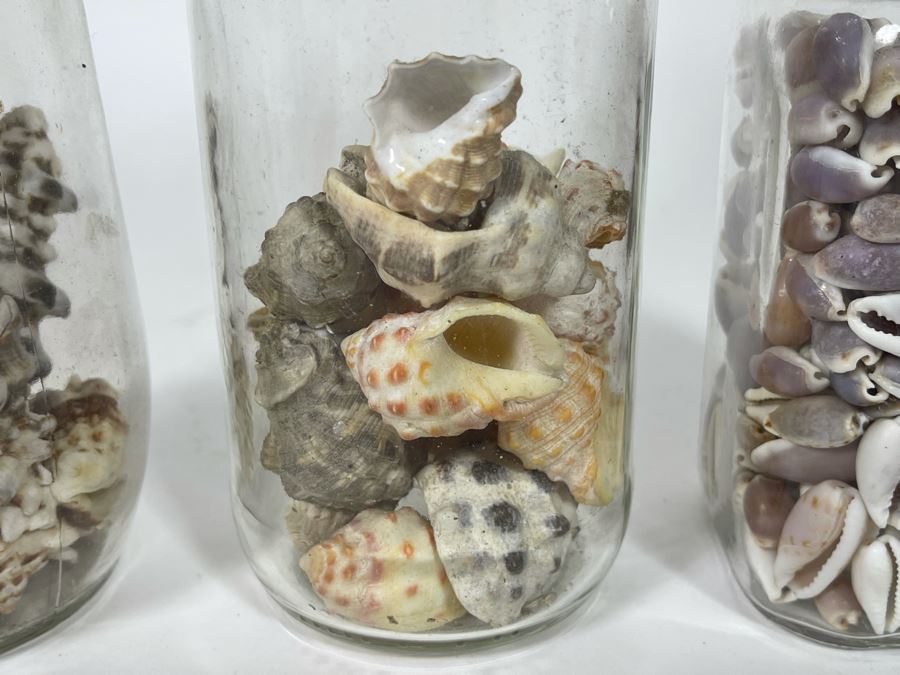 Collection Of Organic Seashells Mainly From The South Pacific Ocean (6 Jars) [Photo 5]