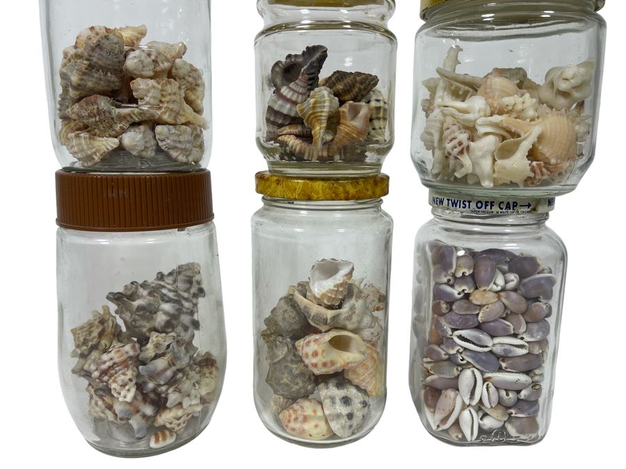 Collection Of Organic Seashells Mainly From The South Pacific Ocean (6 Jars) [Photo 1]