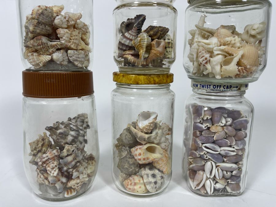 Collection Of Organic Seashells Mainly From The South Pacific Ocean (6 Jars) [Photo 3]