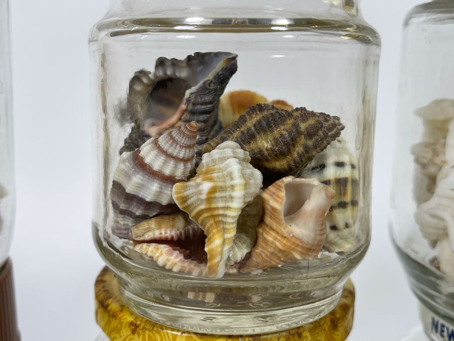 Collection Of Organic Seashells Mainly From The South Pacific Ocean (6 Jars) [Photo 8]