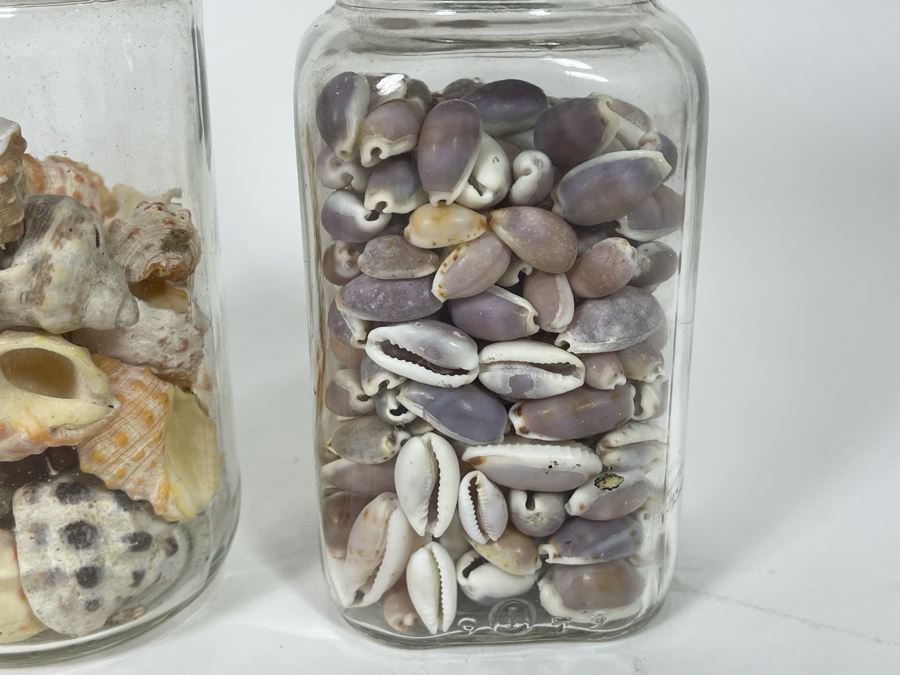 Collection Of Organic Seashells Mainly From The South Pacific Ocean (6 Jars) [Photo 6]