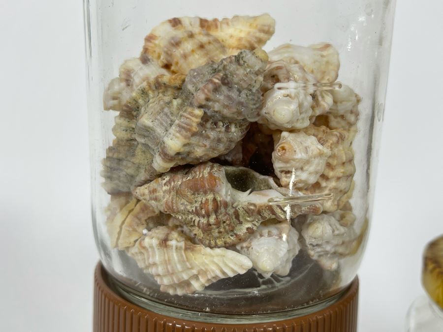 Collection Of Organic Seashells Mainly From The South Pacific Ocean (6 Jars) [Photo 9]
