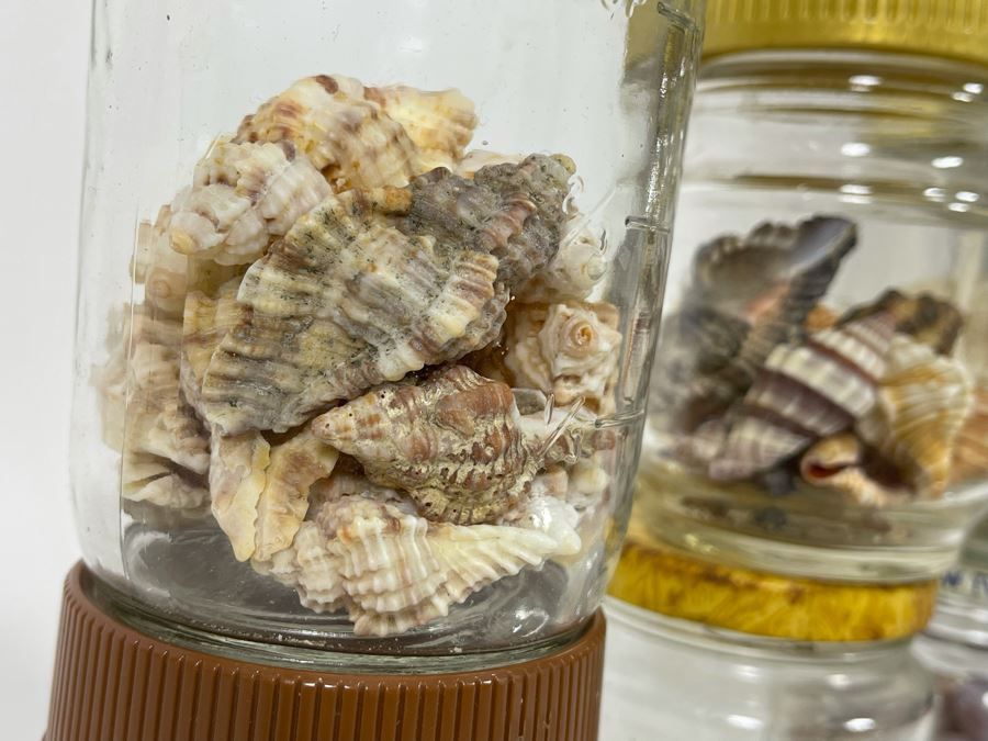 Collection Of Organic Seashells Mainly From The South Pacific Ocean (6 Jars) [Photo 10]