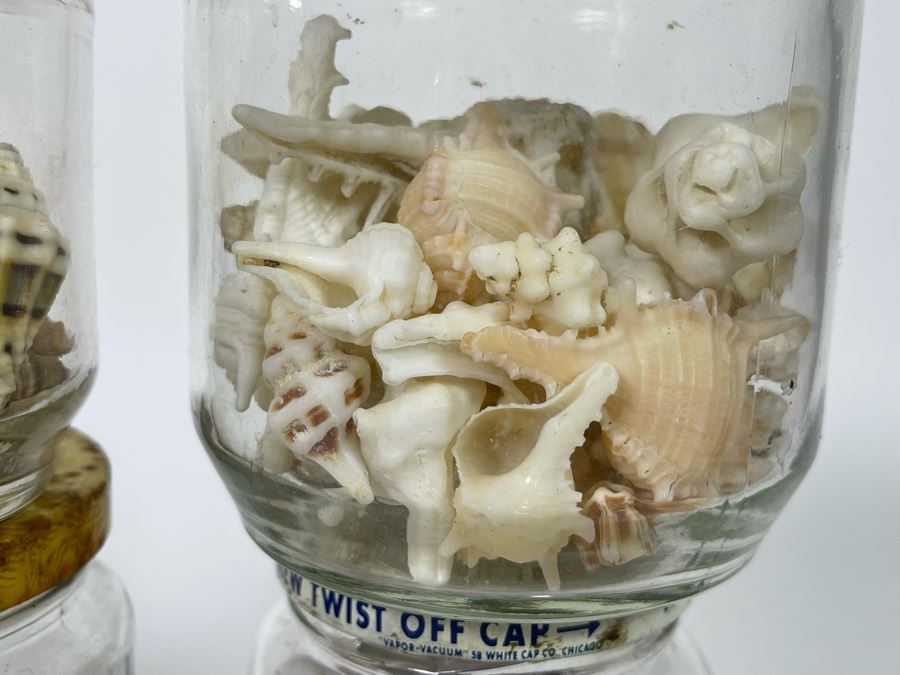 Collection Of Organic Seashells Mainly From The South Pacific Ocean (6 Jars) [Photo 7]