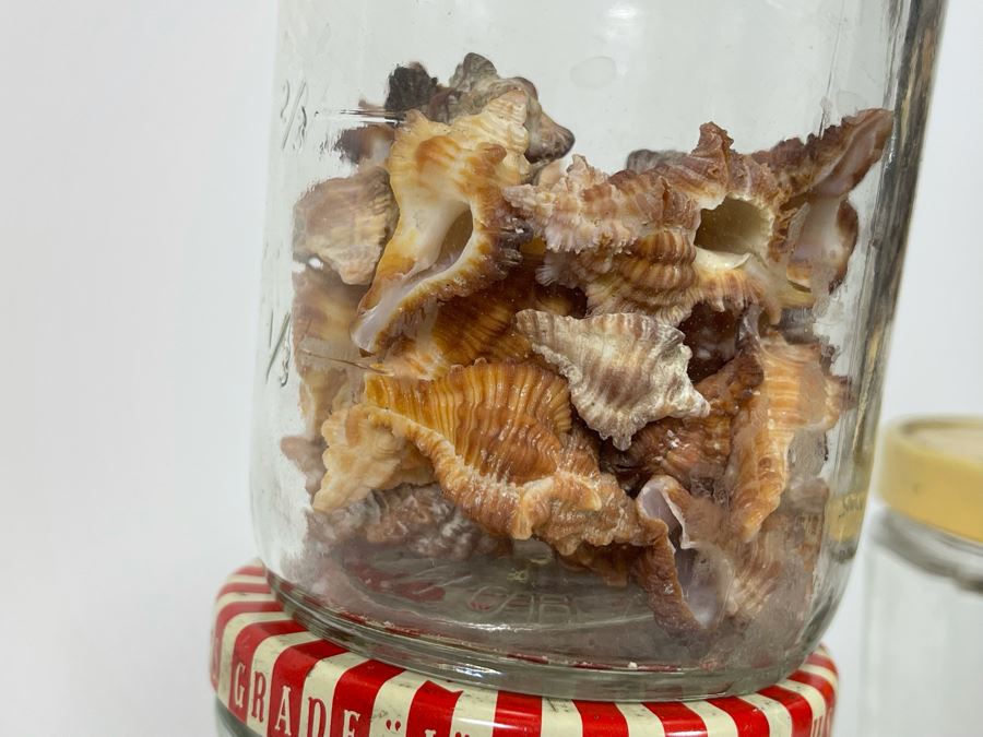 Collection Of Organic Seashells Mainly From The South Pacific Ocean (6 Jars) [Photo 15]
