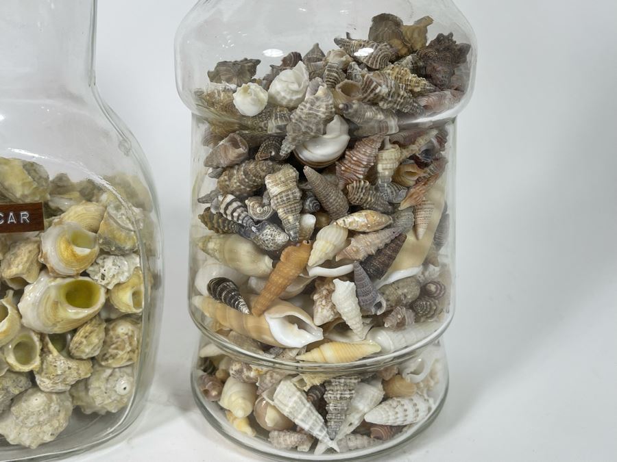 Collection Of Organic Seashells Mainly From The South Pacific Ocean (6 Jars) [Photo 7]